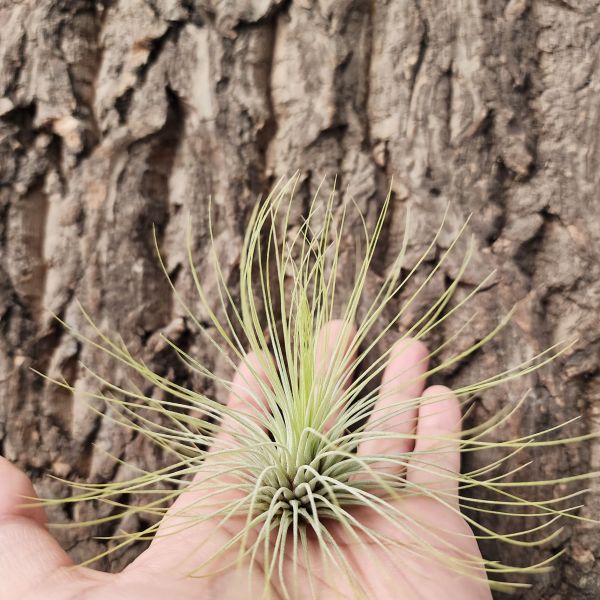 紅寶石-大/Tillandsia Andreana 