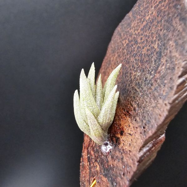 小海螺/Tillandsia Peiranoi Red~重油耐用"降真木"板材 