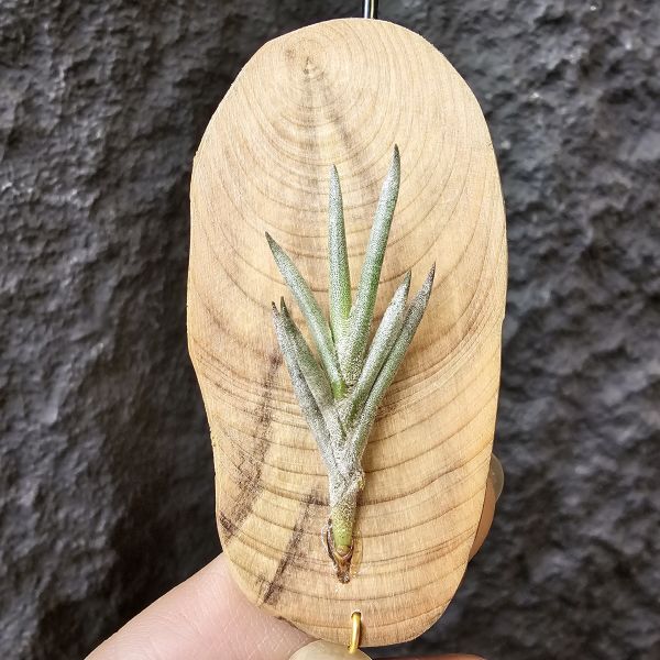 歐洲卡畢/Tillandsia capillaris(Europe) 
