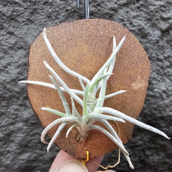 莫利斯(皆帶芽)/Tillandsia mollis~相當雪白的品種~已帶到非常強健好養的植株，以往剛進口並不好照顧。 