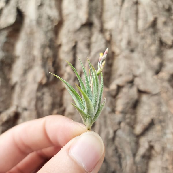 蘿莉/Tillandsia Loliacea(TI) 