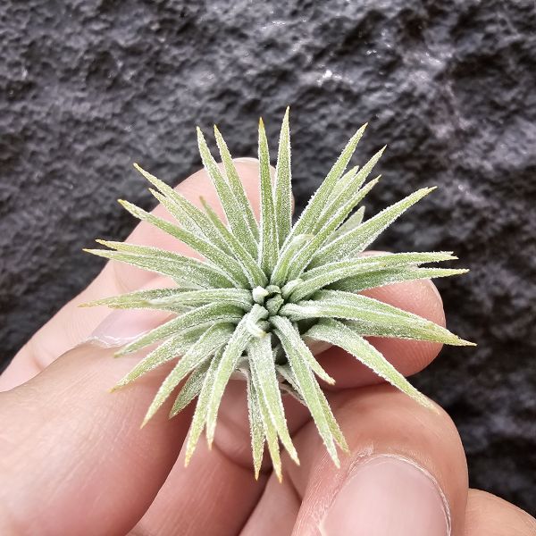 龍小精靈(雨林)/Tillandsia ionantha Ron 