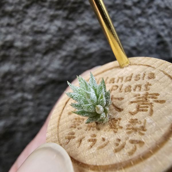 雨林AP×長莖minor(From JoLi)/Tillandsia ionantha Apretado × ionantha van. minor form 