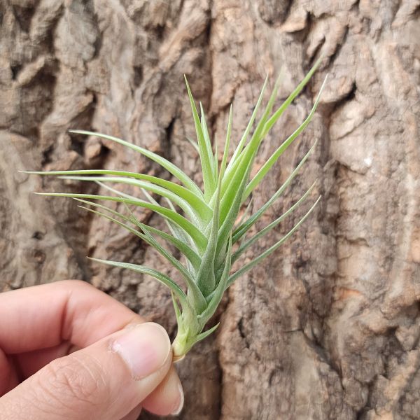 阿珠依-綠星/Tillandsia Arjueii Green Star 