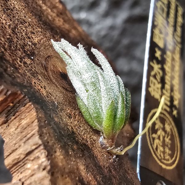 銀冰×歐洲xip/Tillandsia chiletensis × xiphioides(Europe) 