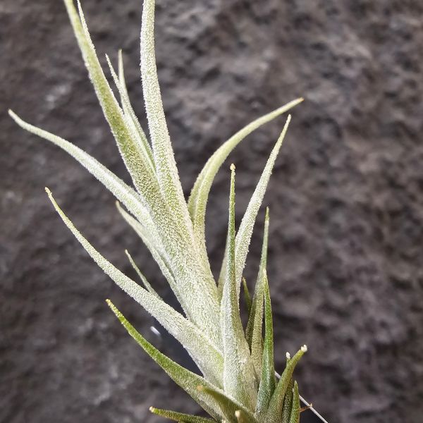 歐洲阿Q×(河豚×犀牛)/Tillandsia arequitae × (ehlersiana × seleriana RFI) 