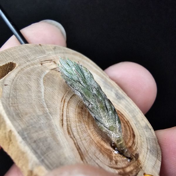 彈頭(阿根廷)/Tillandsia pedicellata(Argentina) 