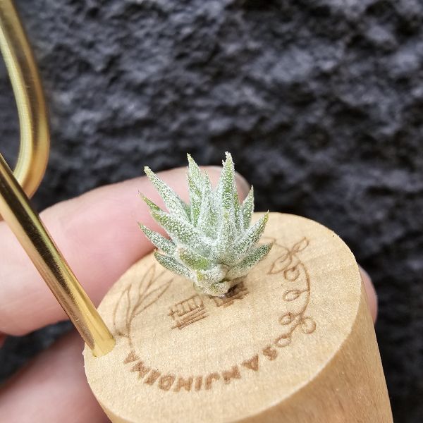 長莖Minor/Tillandsia ionantha van minor form 
