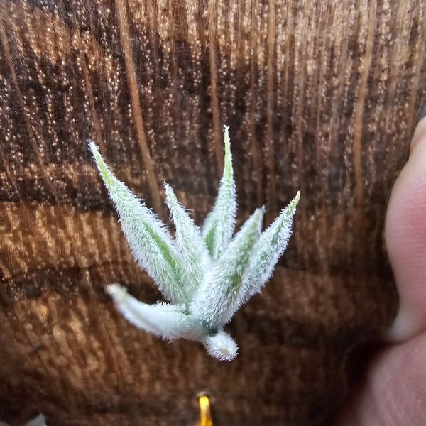 毛腸(小型)/Tillandsia Santiagoensis~較一般毛腸小型的個體，圖五參考母株 