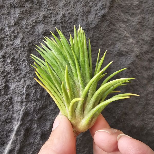 猴子小精靈/Tillandsia ionantha Monkey 