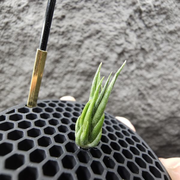 銀冰×BC/Tillandsia chiletensis × BC(streptophylla Belize  × chiapensis) 