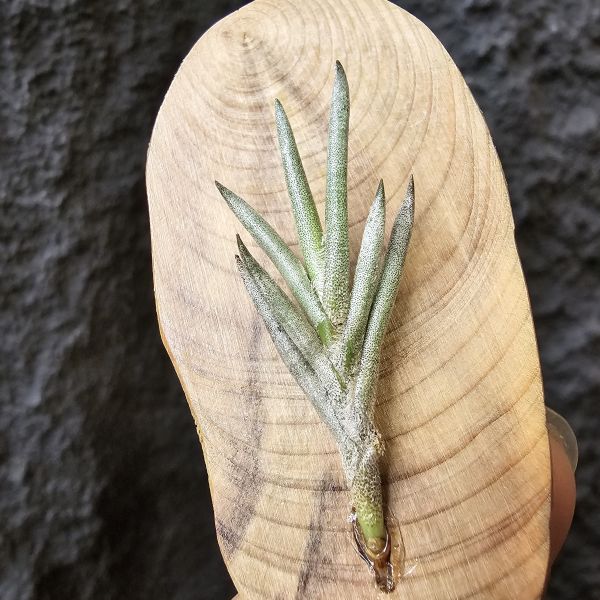 歐洲卡畢/Tillandsia capillaris(Europe) 