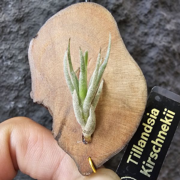 Tillandsia kirschnekii 紫花原生種 