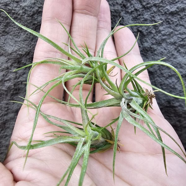 紅電捲(雙11提前特價品項，不挑株)/Tillandsia streptophllya Red #8262 seedling，由兩顆8262親本相交非自交實生，該尺寸以略有顯色。 