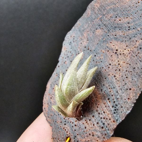小海螺/Tillandsia Peiranoi Red~重油耐用"降真木"板材 
