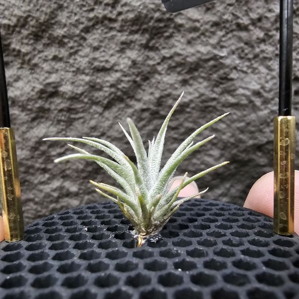 熱帶紫薄變 × R燒(From JoLi)/Tillandsia roseifolia × Tillandsia gardneri var. rupicola (TF) 