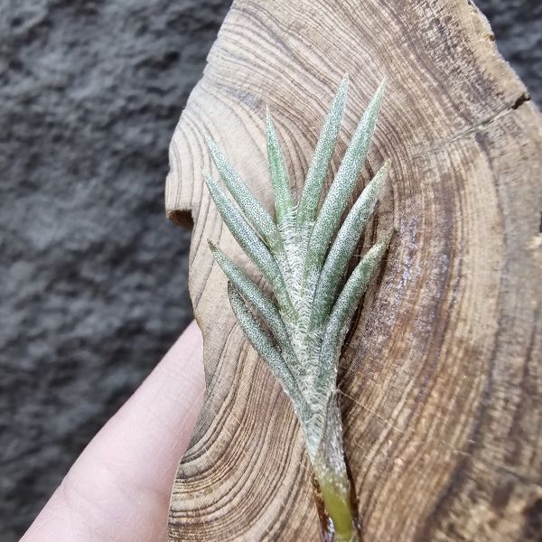 Tillandsia capillaris(73.21) 