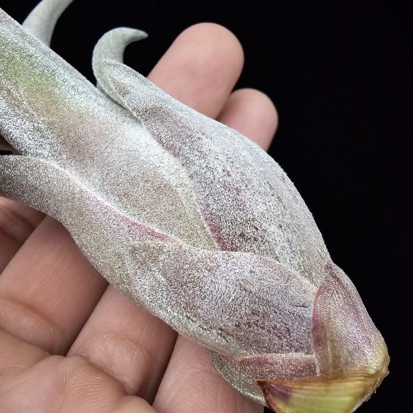 線西野獸(顯紅)首輪肥芽/Tillandsia 'Xianxi Beast'(Mali Dofitas × streptophylla Mexico)~展現了雙親本的特色，長年顯色，毛感厚實。 