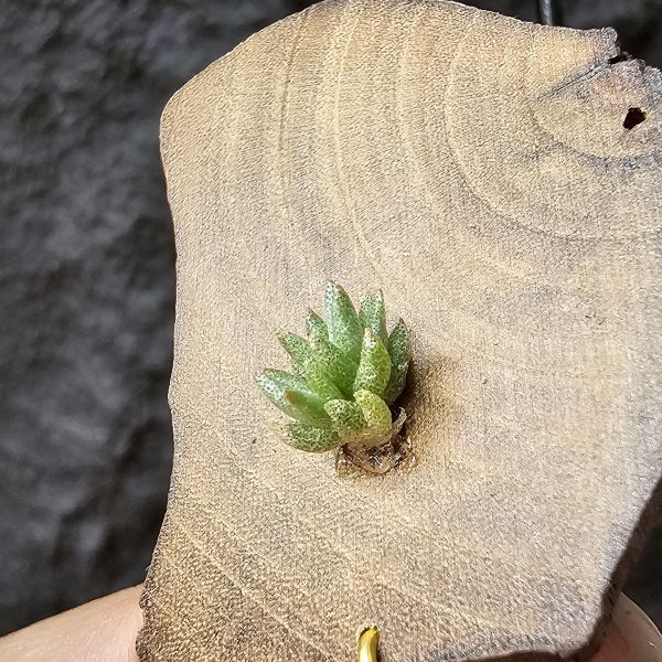 布雷爾利托西斯-實生(隨著成長會持續冒芽叢生)/Tillandsia brealitoensis seedling 