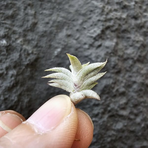 安古/Tillandsia angulosa 