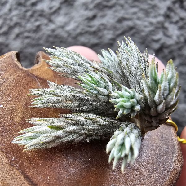 彈頭-野採(已養半年)/Tillandsia pedicellata(Argentina) 