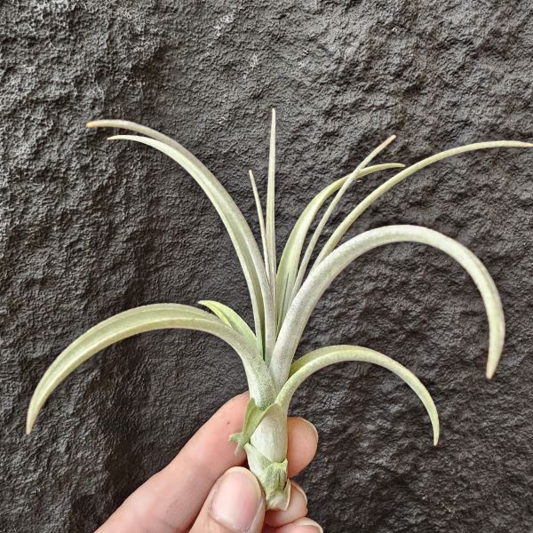 噴泉(顯紫)/Tillandsia exserta~挑選育種會顯色的個體！ 