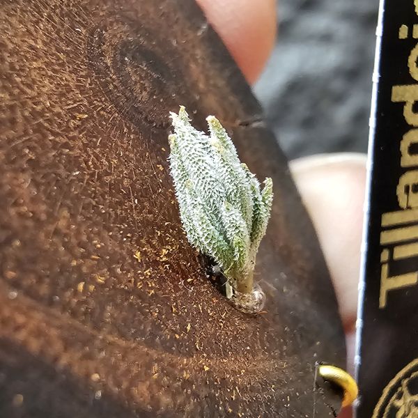 歐洲xip(檸檬香花)交種/Tillandsia xiphioides Hybrids~此品項是向(歐洲當地玩家)收購，並沒有量、市面上也不會有！實生苗型態似瓣狀花型態、毛感明顯，值得收藏期待成株後的樣子！ 