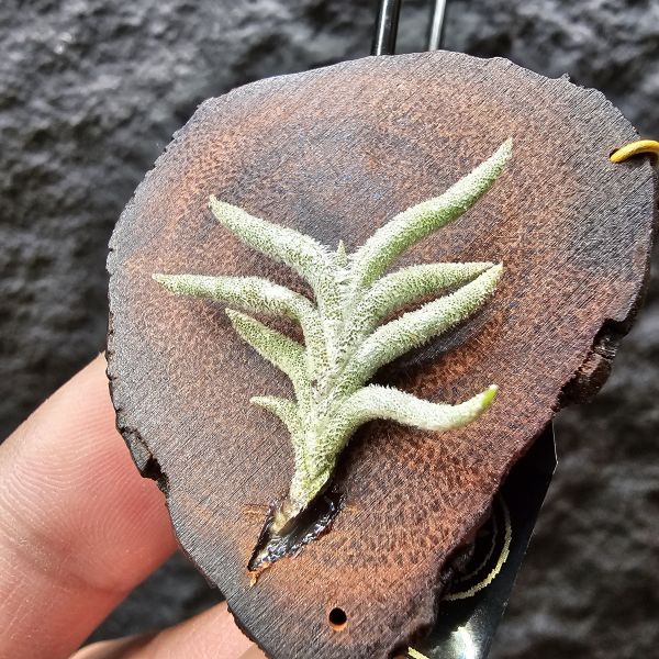 帕姆塔塔/Tillandsia permutata 