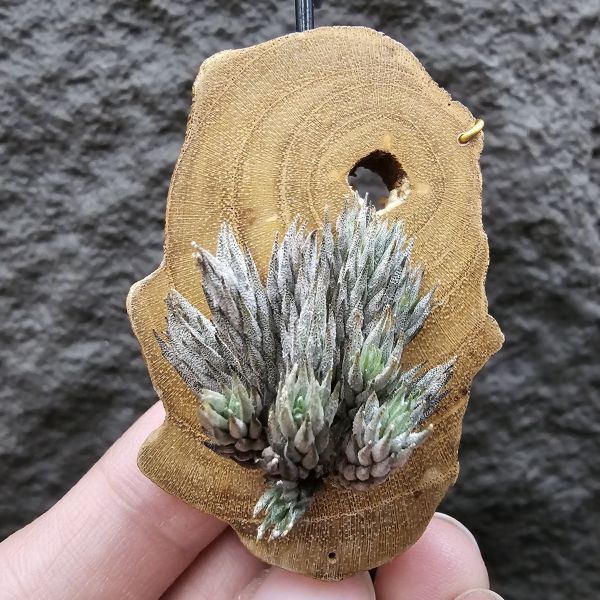 彈頭(野採)/Tillandsia pedicellata(Argentina) 