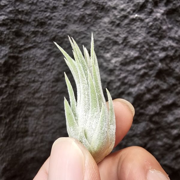 天鵝絨小精靈/Tillandsia ionantha Tall Velvet 