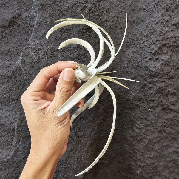 翼龍/Tillandsia Wight Dragon(exserta × chiapensis)尺寸相當不錯的大芽，上葉微斷葉，完美主義者請勿下單！ 