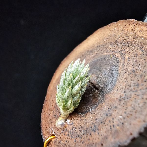 彈頭(黑紫花)/Tillandsia pedicellata Purple Flower(Argentina) 