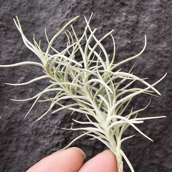 卡畢Type1/Tillandsia capillaris Type 1 