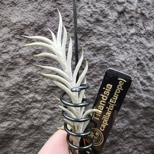 Tillandsia capillaris(Europe) 