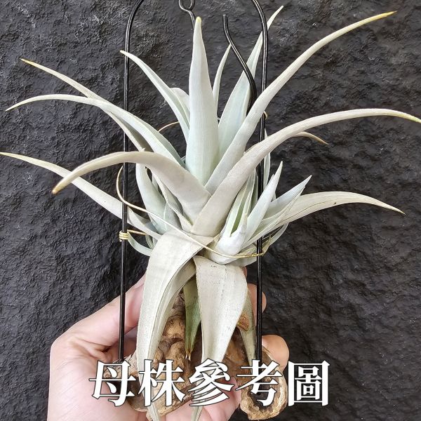 德K白天鵝X？(圖四、五母株參考)/Tillandsia barfussii X？(KK)德國農場相當高價的大型白天鵝！母株購買時近3W，具描述可能是與雪鵝SP.的交種，與常見的白天鵝相較看似有偏白些，有無差異則依個人的主觀判斷覺得有收藏價值在購買！ 