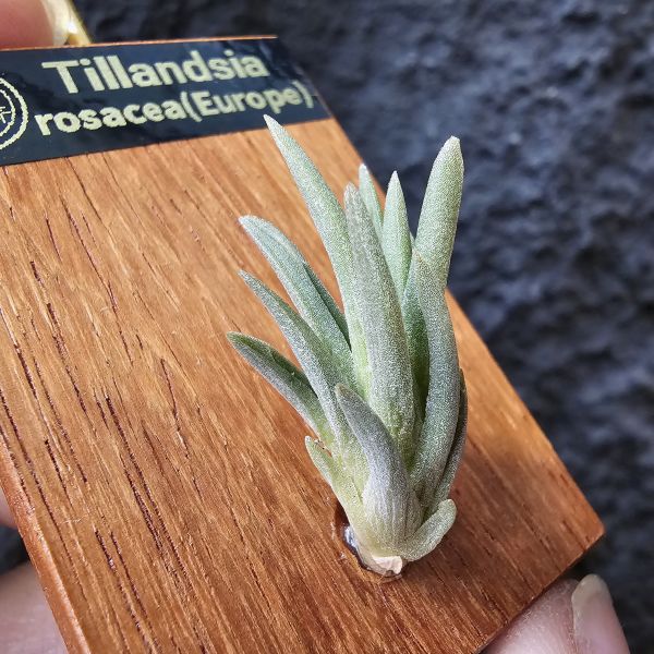 Tillandsia rosacea(Europe) 