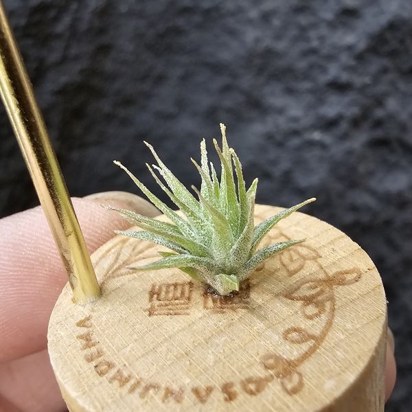 BC實生~會顯色(史蒂夫)/Tillandsia Bea Correale seedling(Steve) 