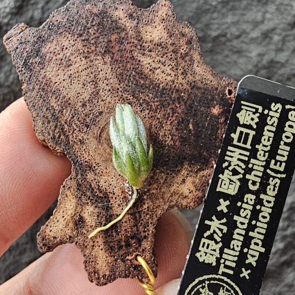 銀冰×歐洲xip/Tillandsia chiletensis × xiphioides(Europe) 