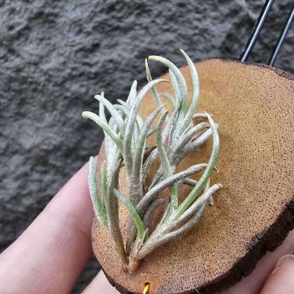 阿根廷卡畢/Tillandsia capillaris(Argentina) 
