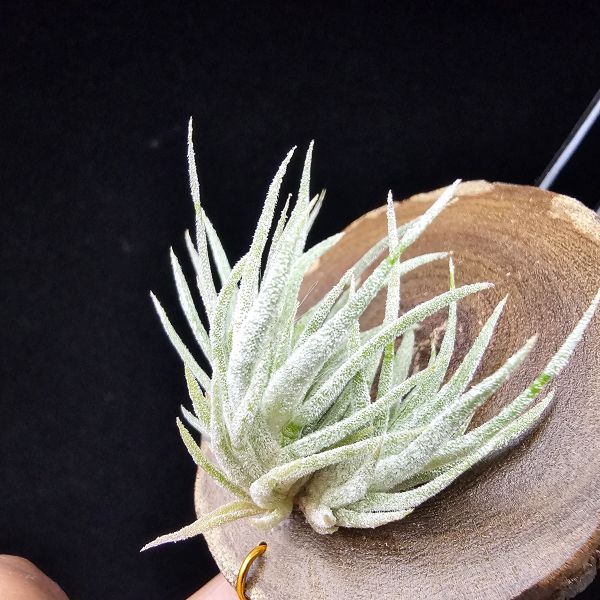 New~小矮人精靈×雞爪(精靈爪?)/Tillandsia ionantha Enano(Tropiflora) × glabrior~熱帶'小矮人精靈'與銀葉質感的'雞爪'交種，有點奇葩XD~叢生滿美、毛毛的~ 