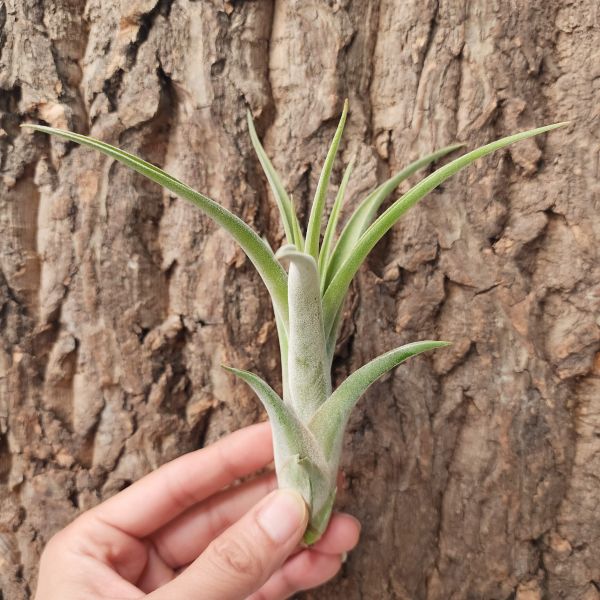 女王頭-巨型×卡比他他/Tillandsia Caput-Medusae Large × Capitata 