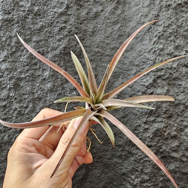 粗皮-紅色型交種/Tillandsia schatzlii Red x 