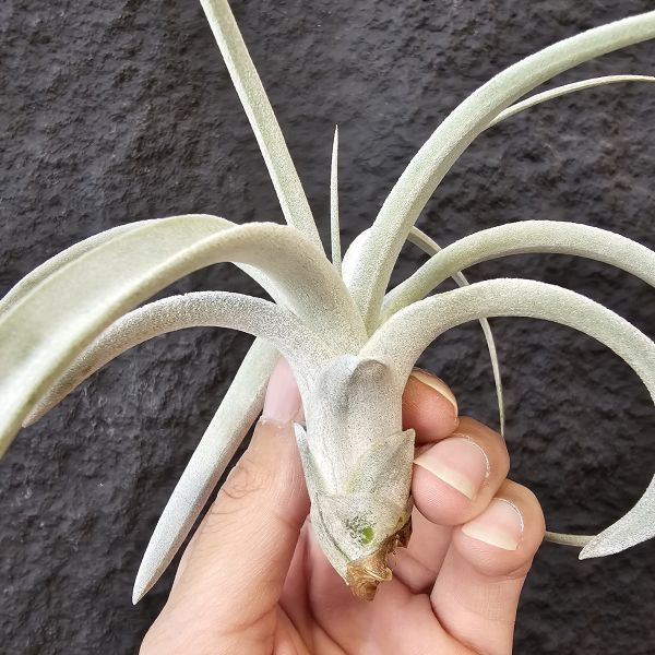 翼龍/Tillandsia Wight Dragon(exserta × chiapensis)尺寸相當不錯的大芽，上葉微斷葉，完美主義者請勿下單！ 