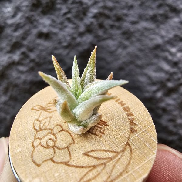 長莖mini/Tillandsia ionantha v. vanhyningii mini Form 