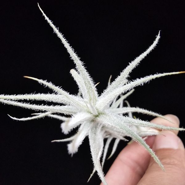 小白龍/Tillandsia stellifera 