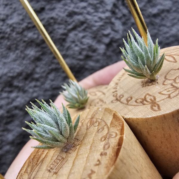 初戀 × 德K榛(B型)M尺寸不挑株/Tillandsia arequitae ×  ionantha haselnuss clone B 