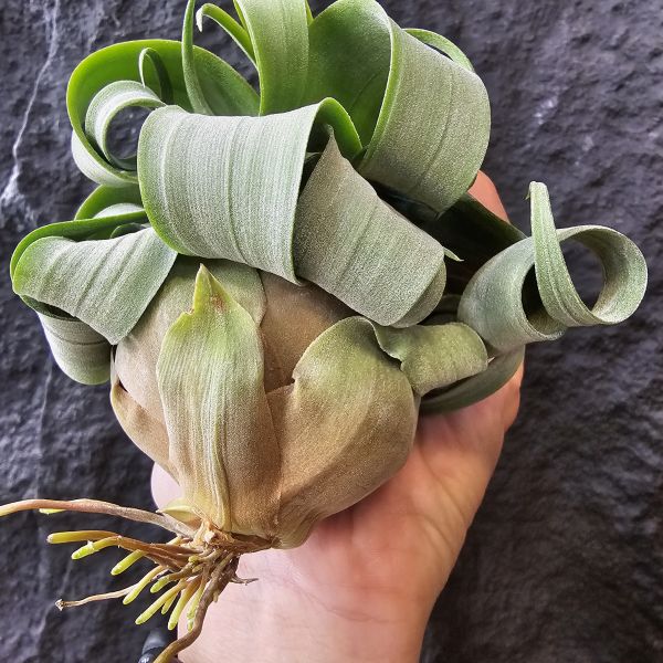 特選~電捲燙(瓜地馬拉)/Tillandsia streptophylla~很肥很肥很肥、很寬葉很寬葉很寬葉、偏青綠葉！ 