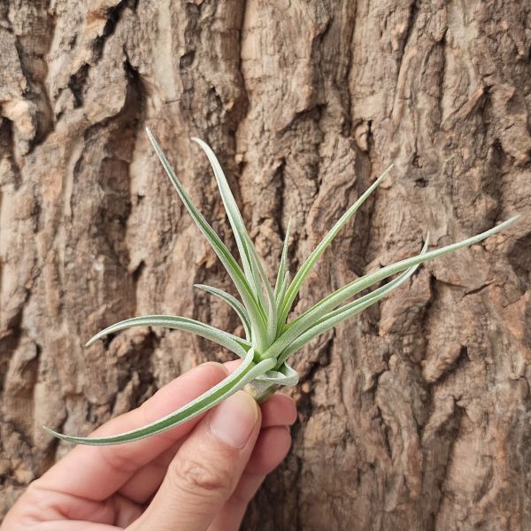 雷卡維芙莉亞/Tillandsia Recurvifolia Leon 