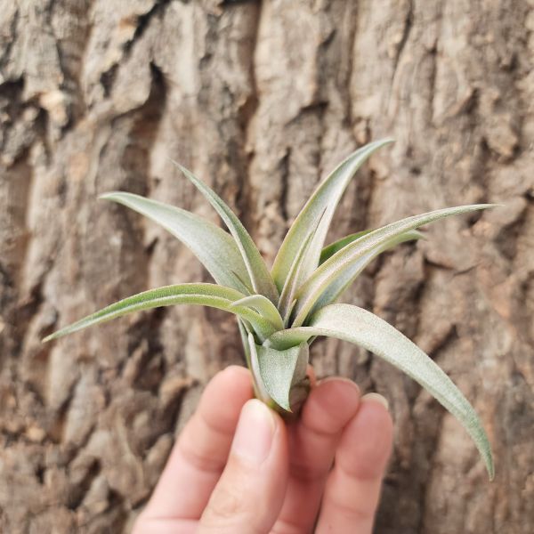貝克利-霧葉型/Tillandsia Brachycaulos 