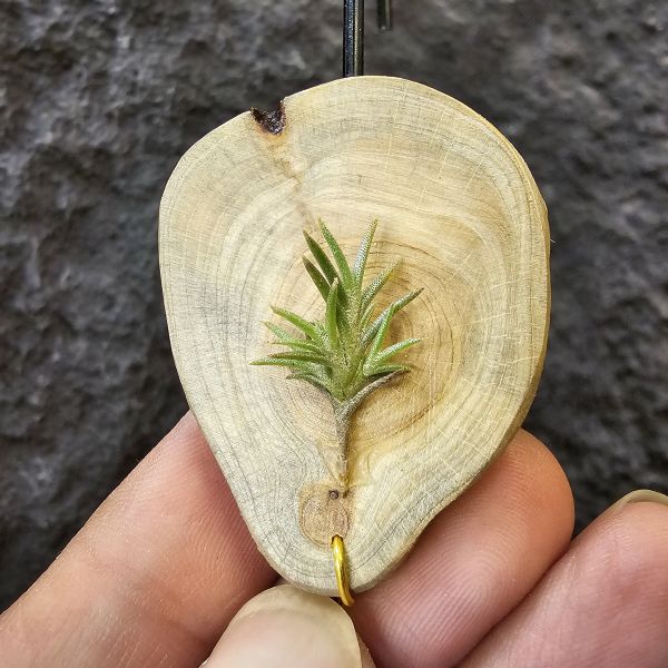卡畢小型(圖二可參考成長型態)Tillandsia capillaris 
